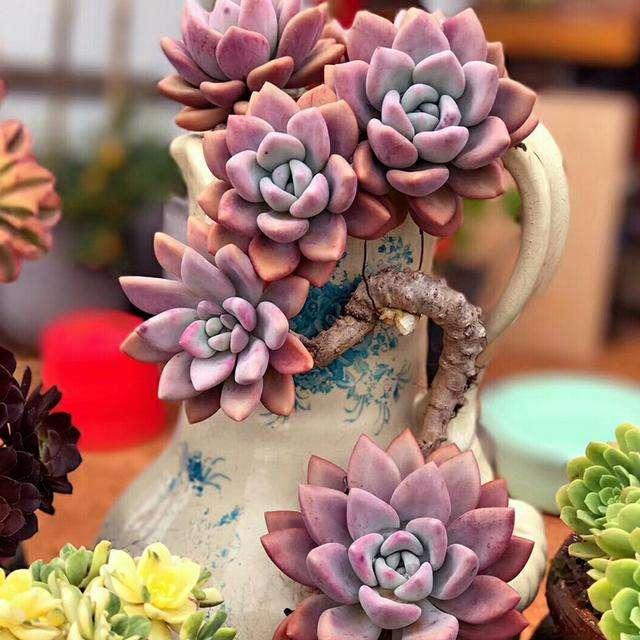 紫荆树怎么扦插 - 植物养殖园丁的专业指南