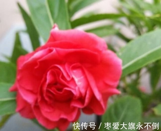 菜笋的种植方法：掌握技巧，享受丰收喜悦