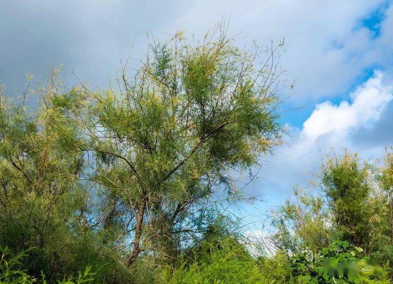 种姜的方法和时间：家庭种植指南