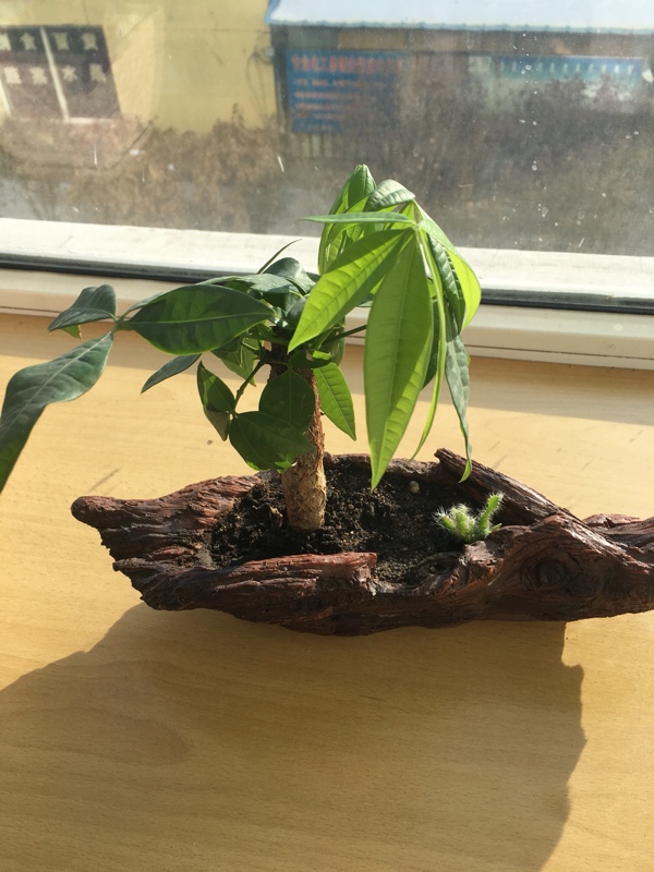 开花的盆栽植物图片：点亮家居温馨的绿色精灵