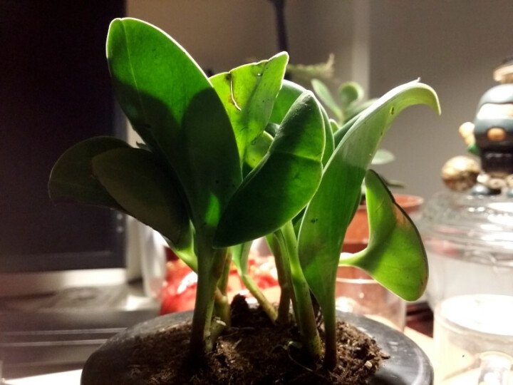 种豆角方法：掌握要领，轻松种植美味蔬菜