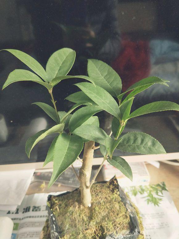 家养盆栽植物：打造绿色生活空间的秘密