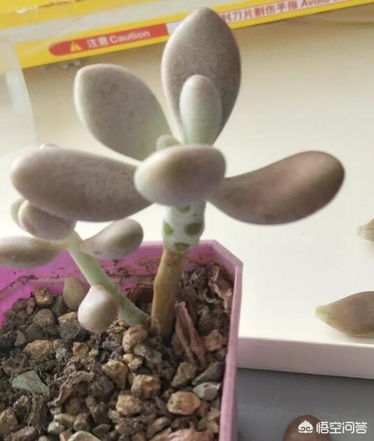 蘑菇的种植方法和技术