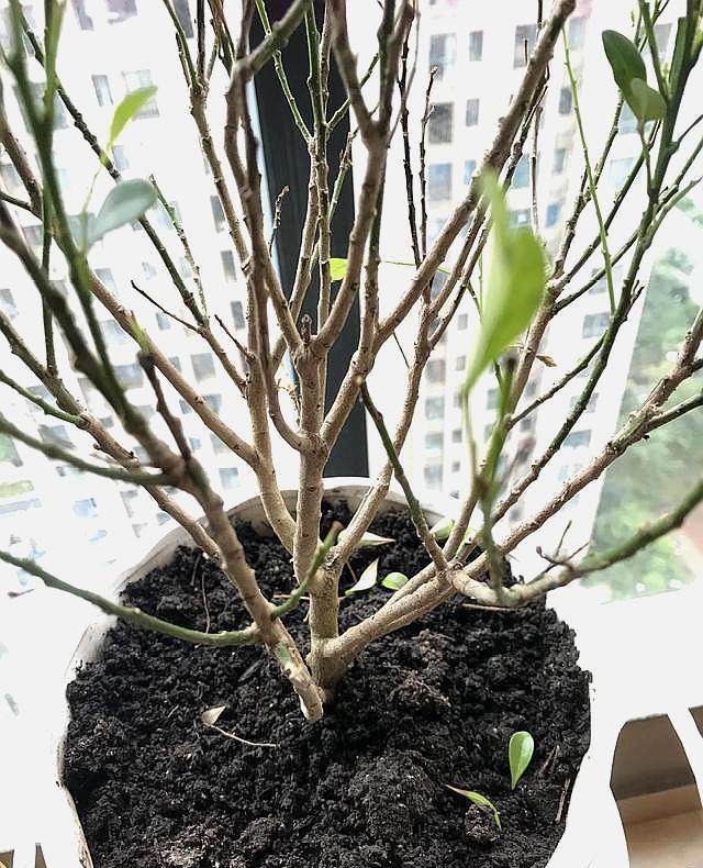 盆栽朝天椒的养殖：掌握技巧，辣味生活从家开始