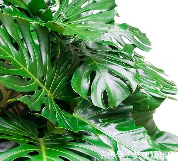 万寿菊的种植方法