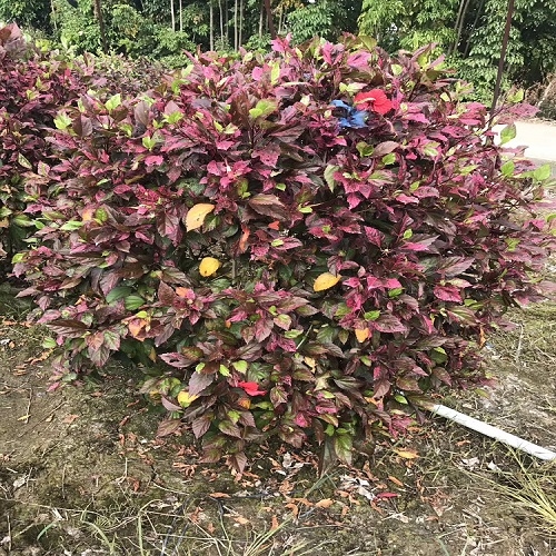 薰衣草播种方法：种植要点与技巧