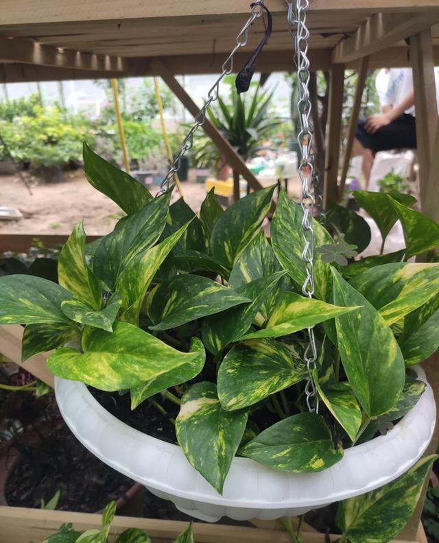 芒果树盆栽的养殖方法