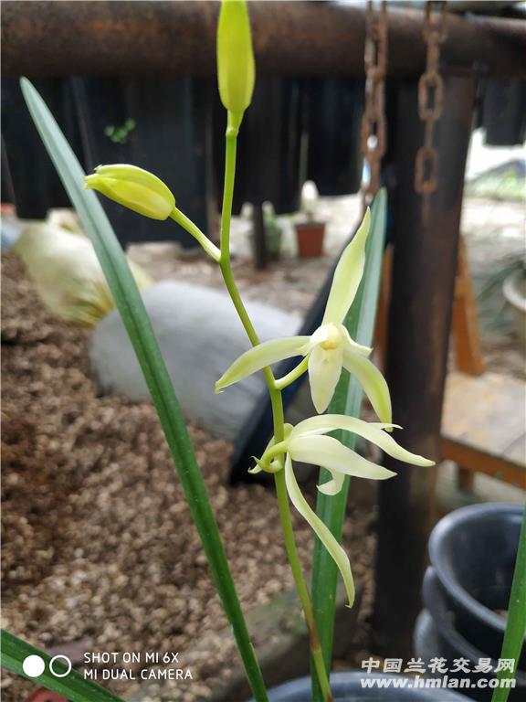 牛油果盆栽怎么种植：家庭种植指南