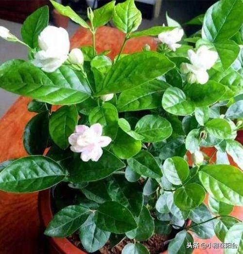 甜瓜的种植方法：掌握要领，收获甜蜜果实