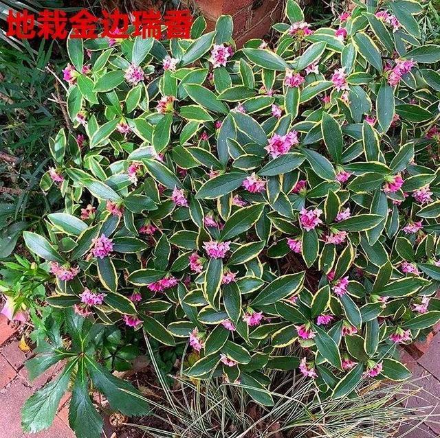 塑料扦插容器：高效繁殖植物的新选择