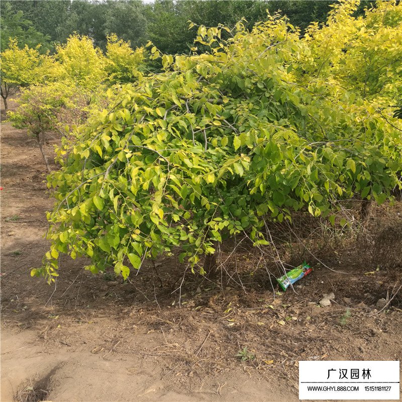 芒果盆栽怎么浇水 - 植物养殖园丁指南