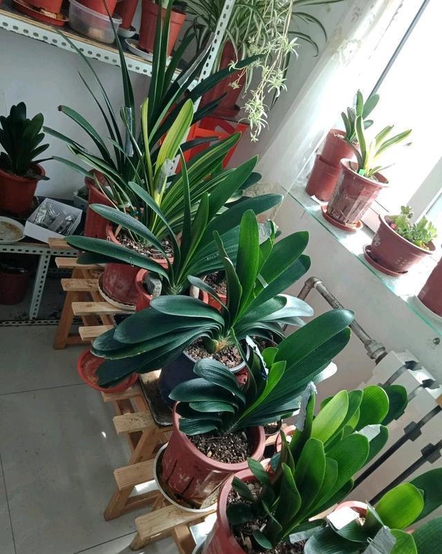 羊消毒方法：确保羊群健康的全面指南