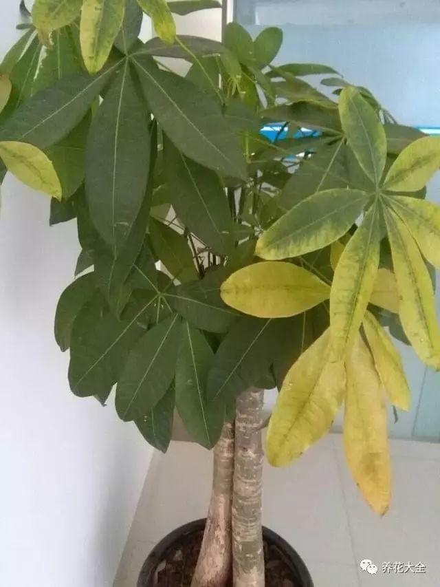 各种植物播种的方法