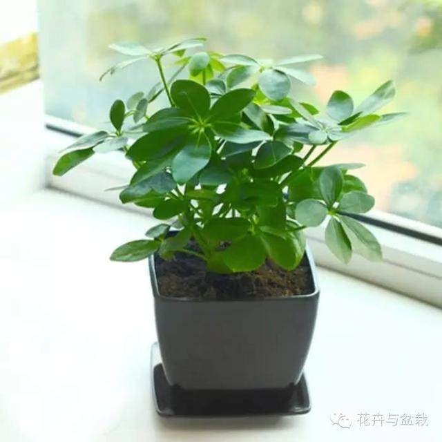 金桔盆栽积水：解决积水问题，让金桔茁壮成长