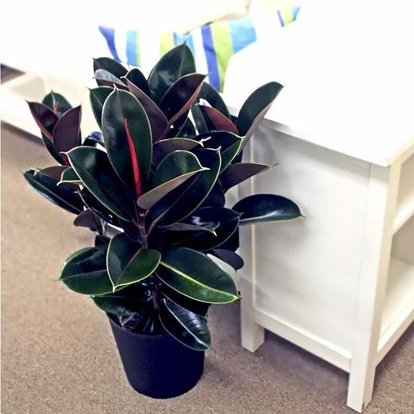 土豆种植方法：掌握要领，收获丰富