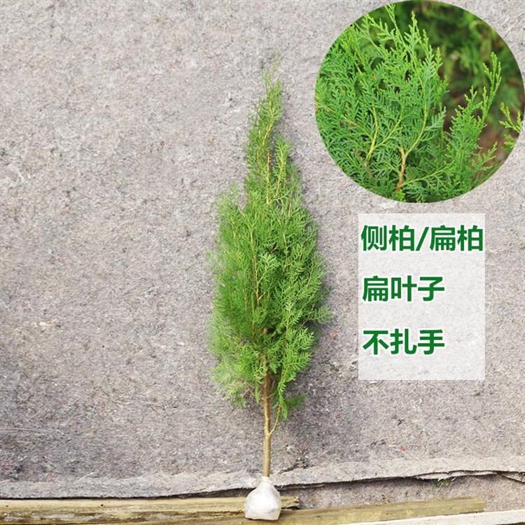 发财树嫁接方法：掌握技巧，养出繁茂绿意