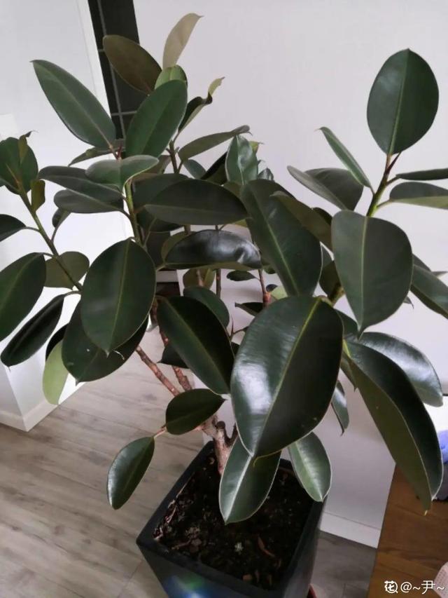 茶叶花的养殖方法：培育芬芳的茶香之花