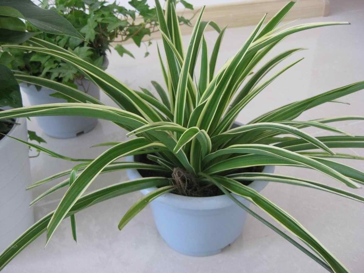豆芽怎么种植方法视频：轻松掌握家庭种植技巧