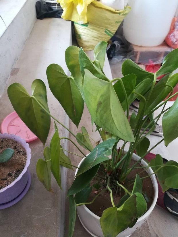 扦插晾晒：掌握技巧，提高植物繁殖成功率