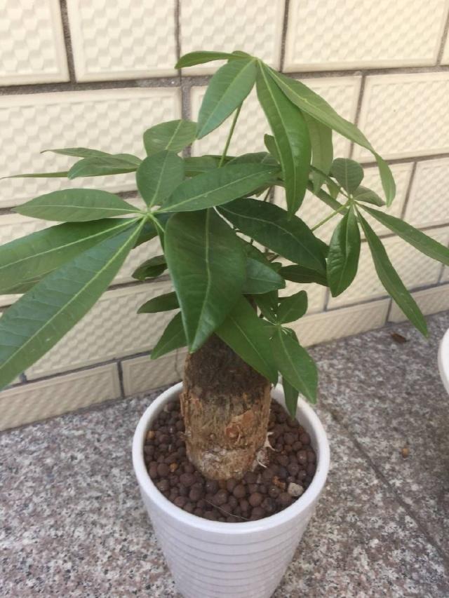 茶花怎么扦插成活高：掌握技巧，提高成功率