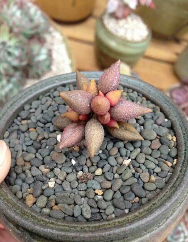 菊花栽培方法：掌握要点，轻松养出艳丽菊花