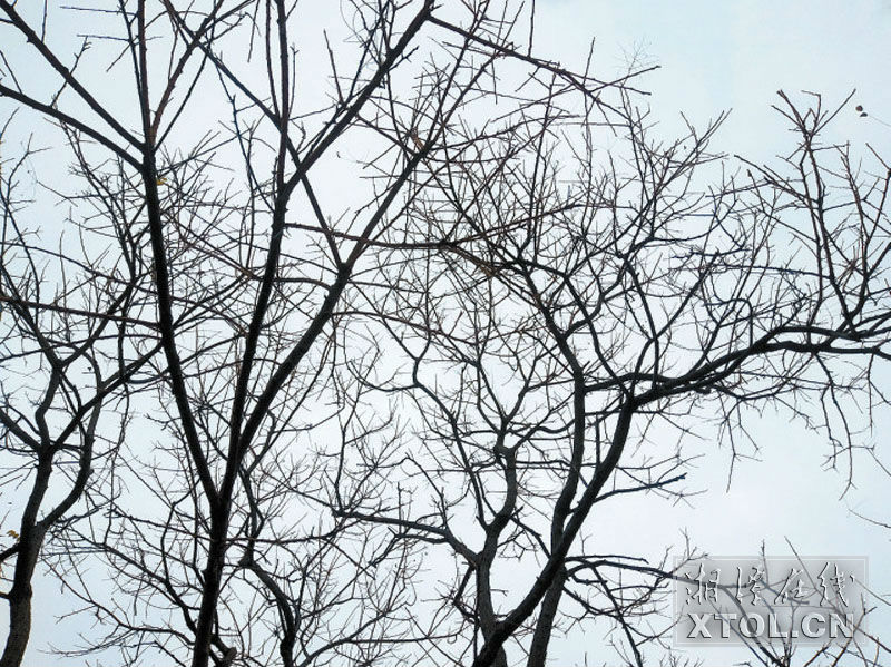 枇杷盆栽几年开花结果