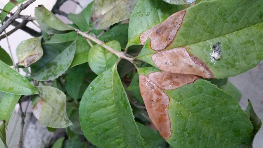 盆栽草莓种植时间：掌握最佳时机，享受鲜美果实