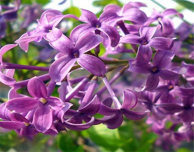昙花种植方法：揭秘神秘之花的养护秘诀