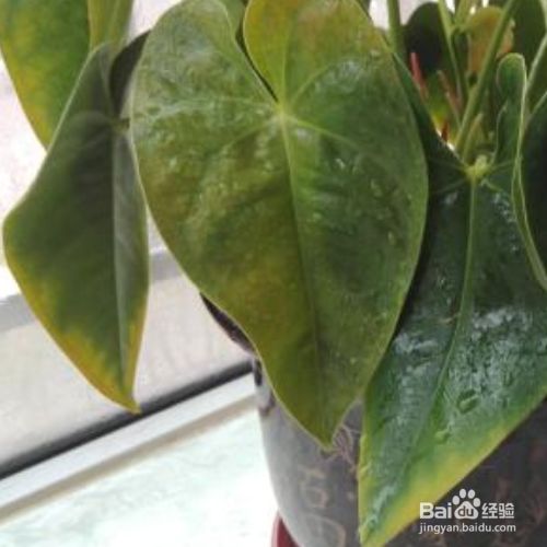 花毛茛种球种植方法：打造梦幻花海的秘密