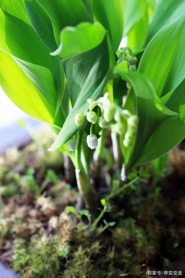 柠檬籽种盆栽：打造家中清新绿植小角落