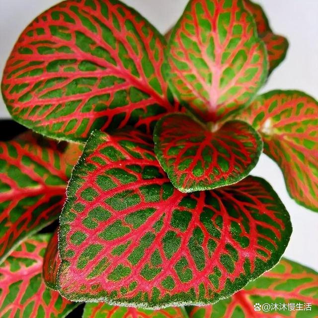 香菜的播种方法：详解种植步骤与技巧