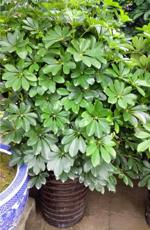 豌豆苗种植方法：掌握关键步骤，轻松培育鲜嫩蔬菜