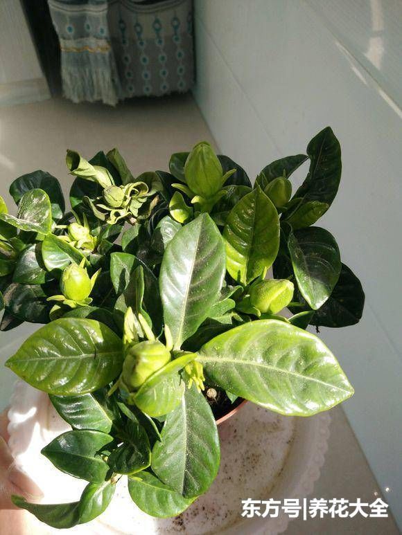 枝子花能扦插吗？一探究竟