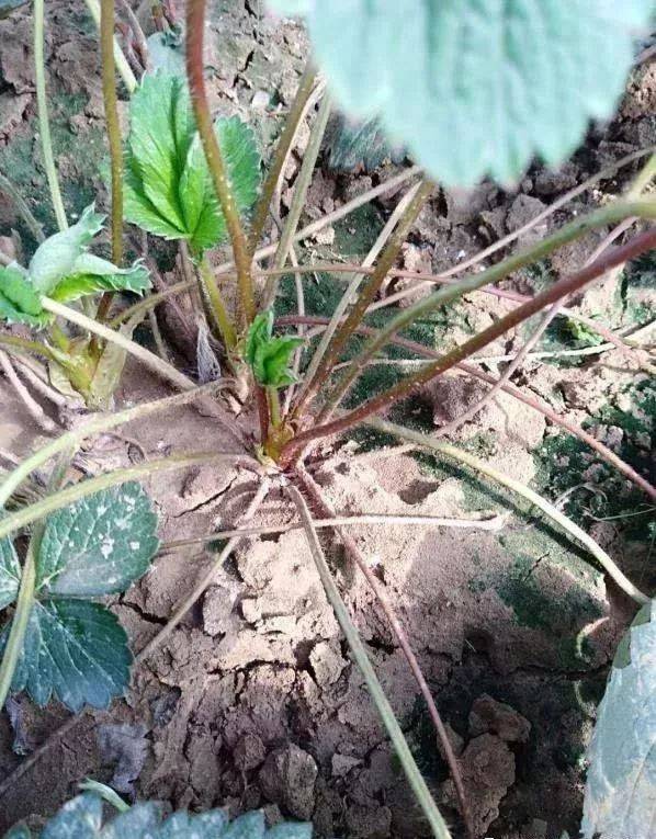 水培虎尾兰的养殖方法