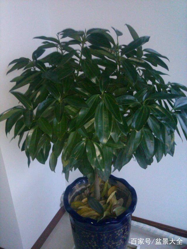银桂花怎么扦插 - 植物养殖园丁专业指南