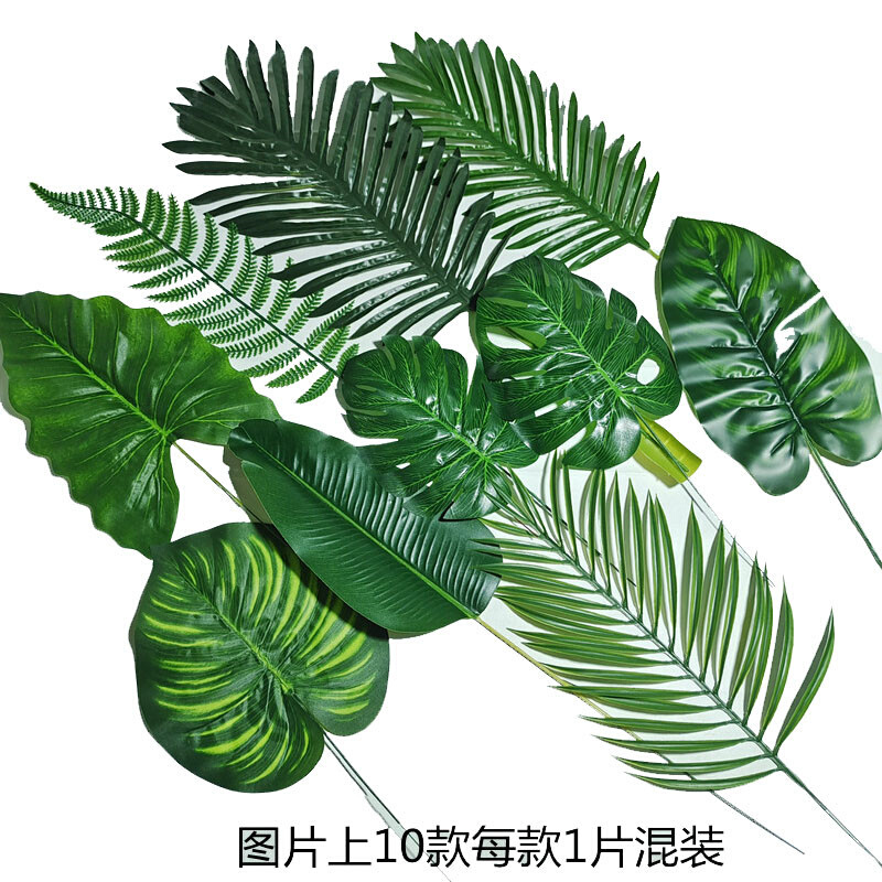 巴西木块扦插：繁衍美丽的秘密技巧