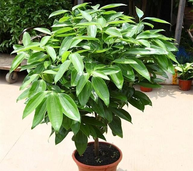 木槿花的养殖方法和注意事项