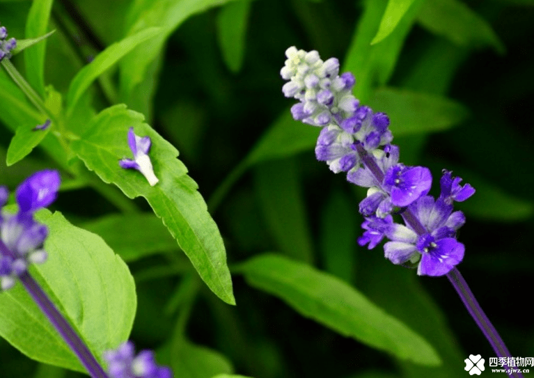 茶花在水里扦插方法：掌握技巧，轻松繁殖茶花