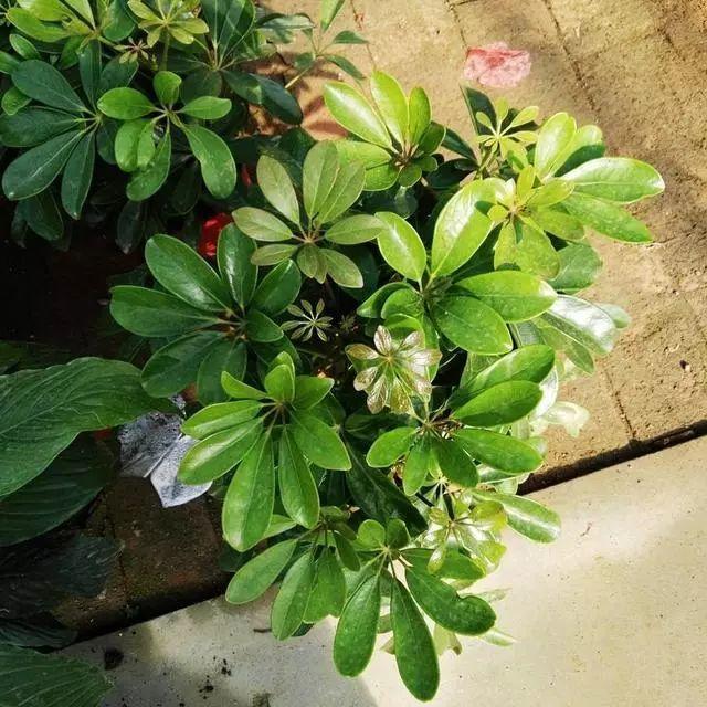 木香藤扦插：繁殖技巧与养护指南