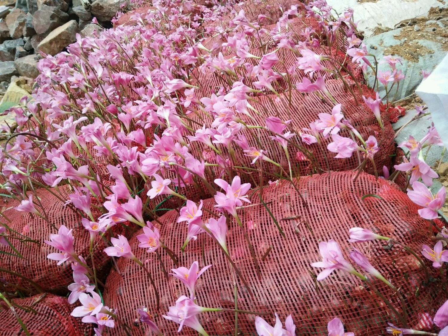 葡萄树种植方法：掌握要领，收获丰收