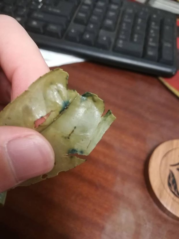 盆栽金橘何时开花 - 盆栽养护指南