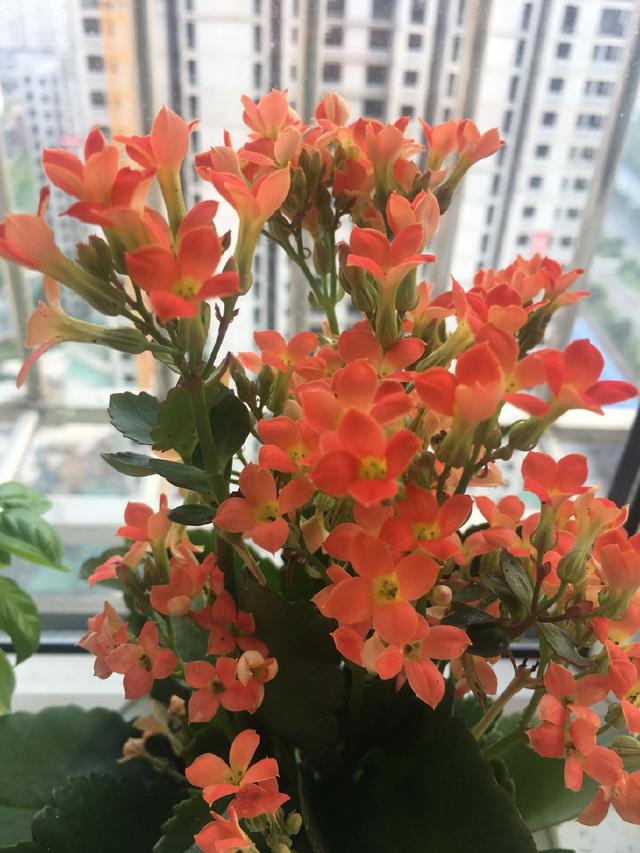 仙人球种植方法：掌握关键技巧，养出茁壮仙人球