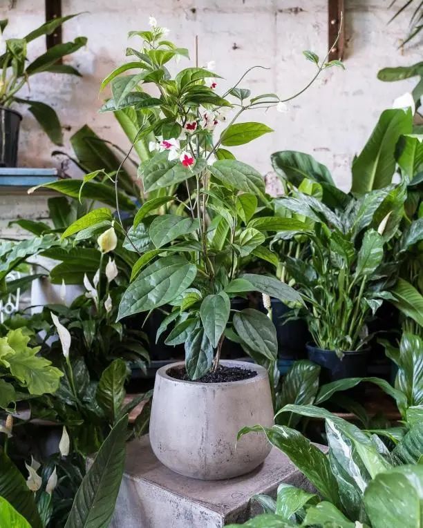 桂花室内养植方法：让芬芳满室的一年四季