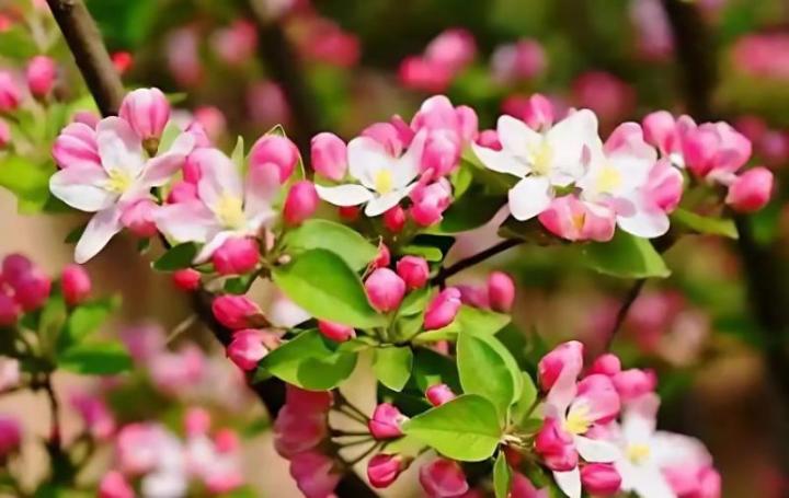珠兰花的养殖方法：培育芬芳之美的秘密