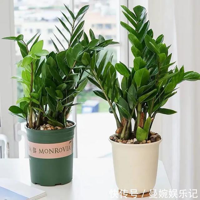 小葱种子怎么种植方法：园丁专业指南