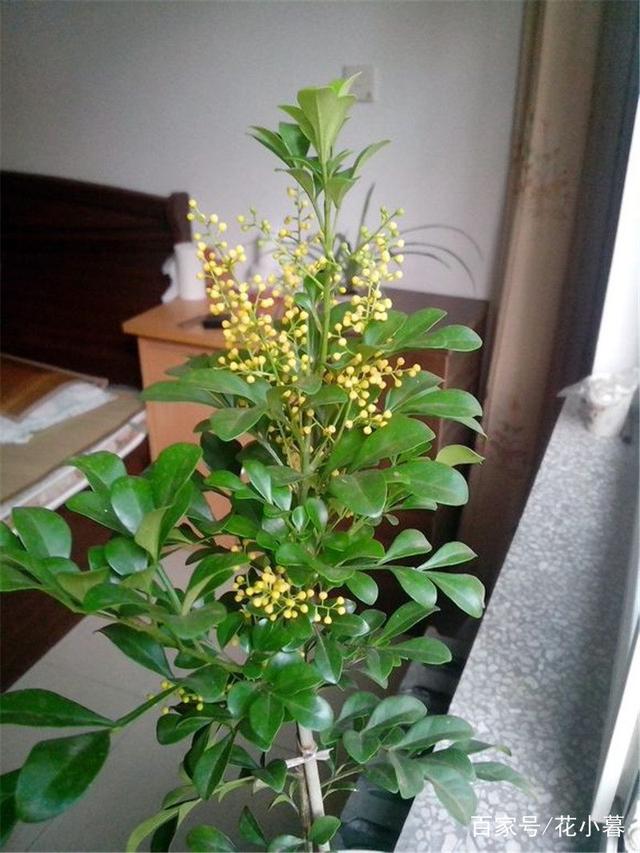 秋黄瓜种植时间和方法：秋季蔬菜种植指南