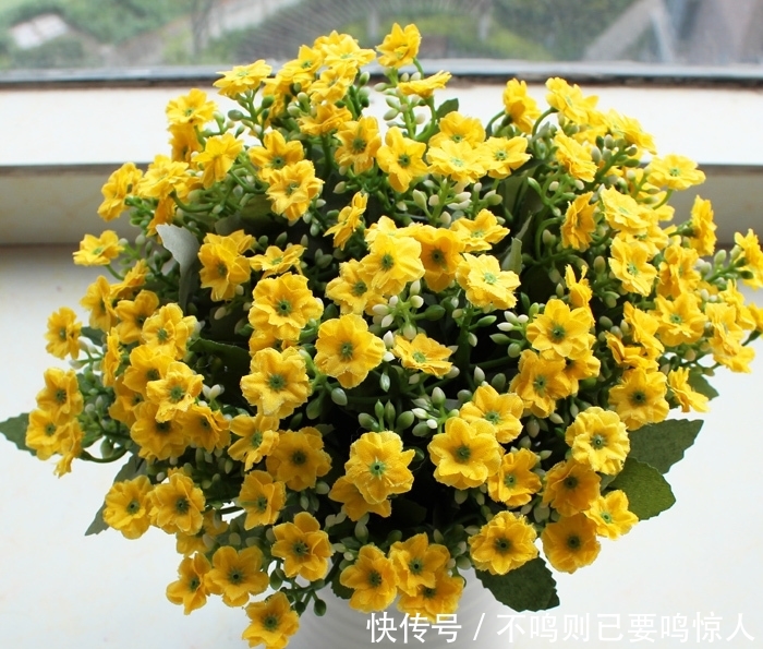 木瓜盆栽种植方法