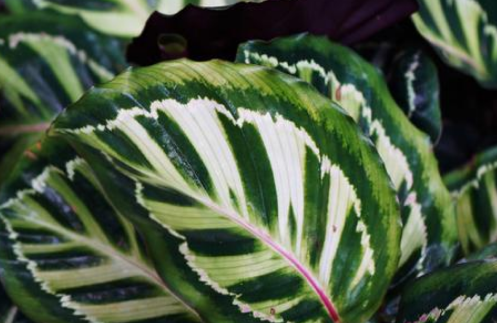 盆栽什么蔬菜容易？家庭种植的小秘诀