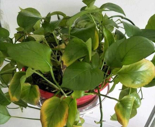 盆栽桂花养殖视频：掌握技巧，让家中绽放芬芳