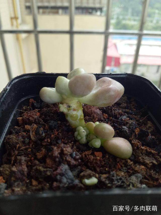 菠菜的种植方法
